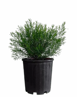 Geraldton Wax - Local Hero