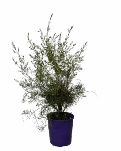 Geraldton Wax - Chantilly Lace