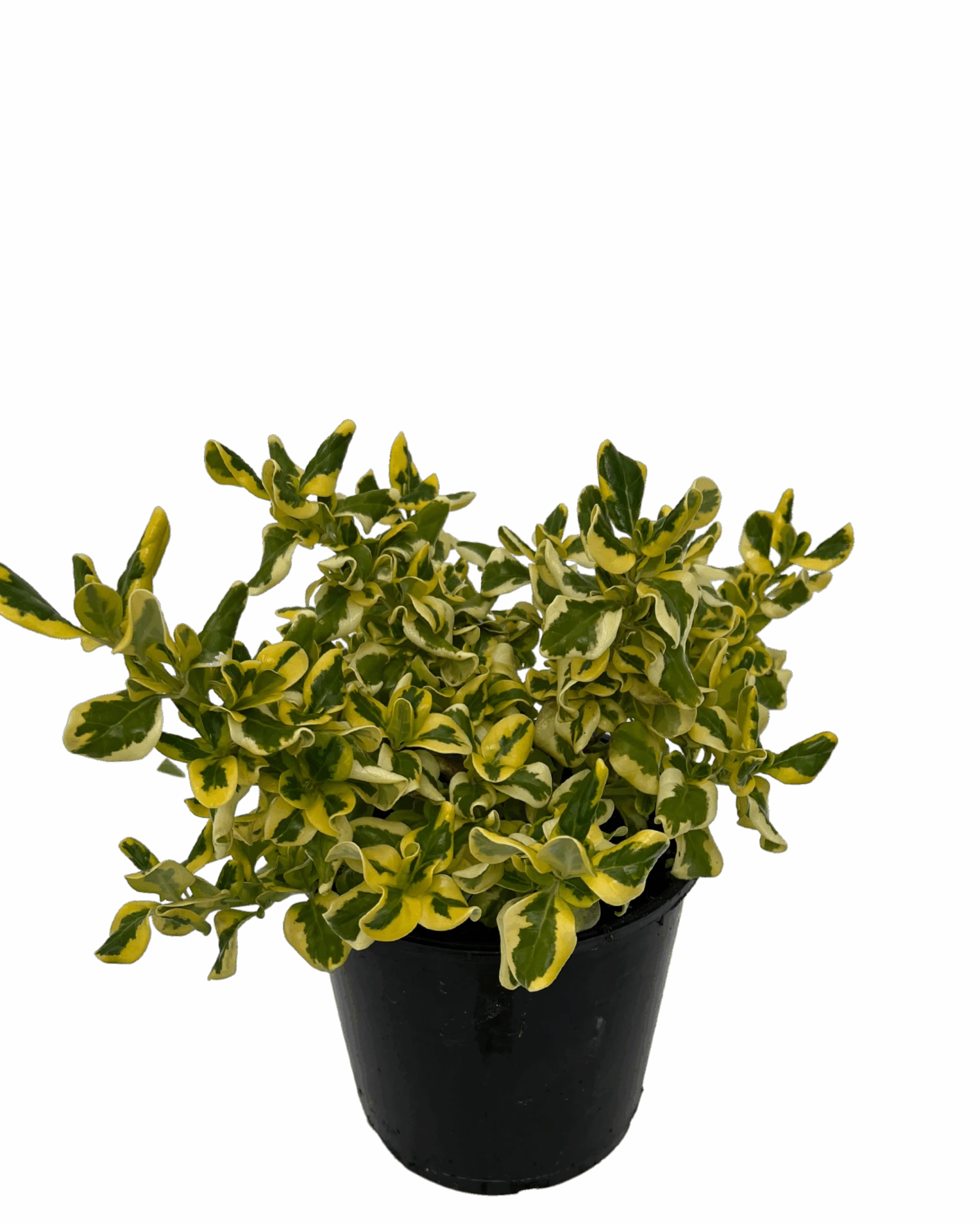 Coprosma Green And Gold 2 Coprosma Green And Gold - Image 2