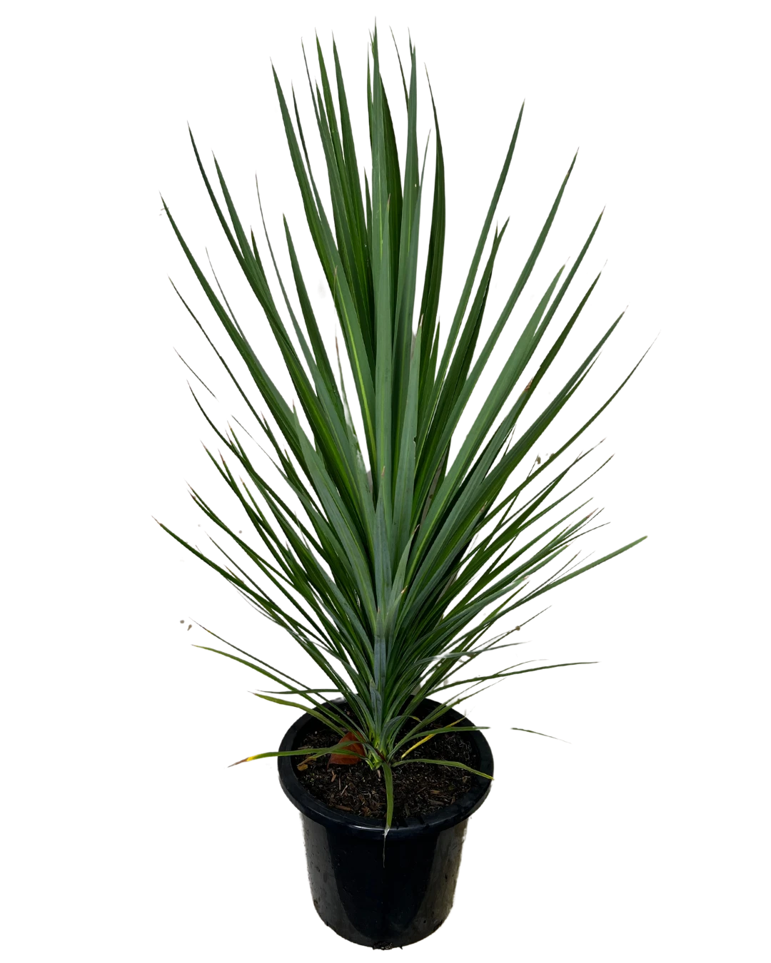 Cordyline Kasper Green 2 Cordyline Kasper Green - Image 2