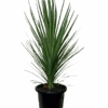 Cordyline Kasper Green