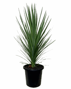 Cordyline Kasper Green