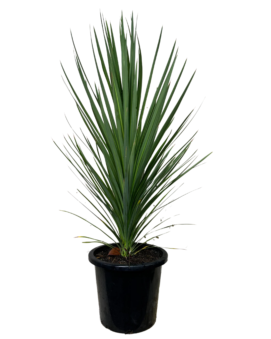 Cordyline Kasper Green 1 Cordyline Kasper Green