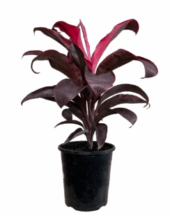 Cordyline Terminalis Ruby