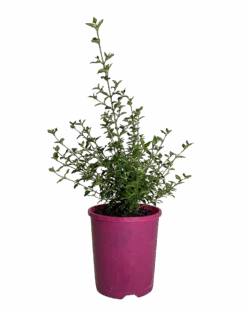 Correa Annies Delight