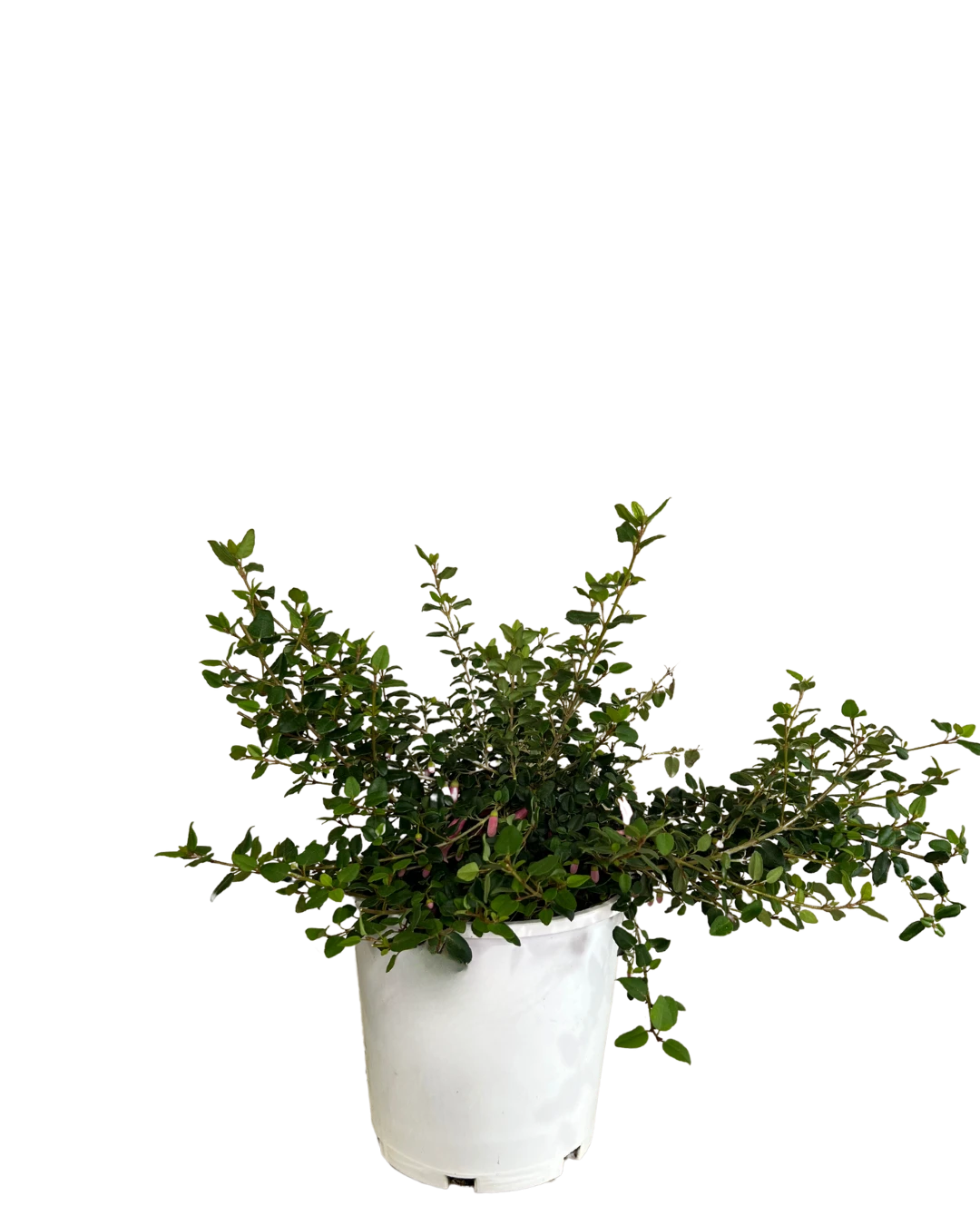 Correa Little Cate 1 Correa Little Cate