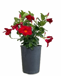 Mandevilla Crimson Fantasty