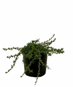 Dampiera Diversifolia