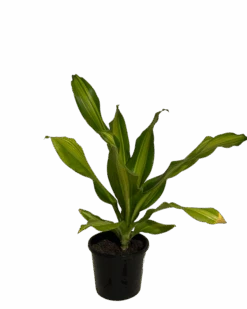 Dracaena Fragrans Marley