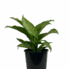 Dieffenbachia Memoria Carsii