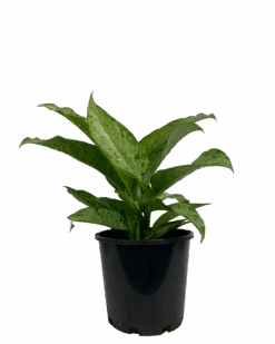 Dieffenbachia Memoria Carsii
