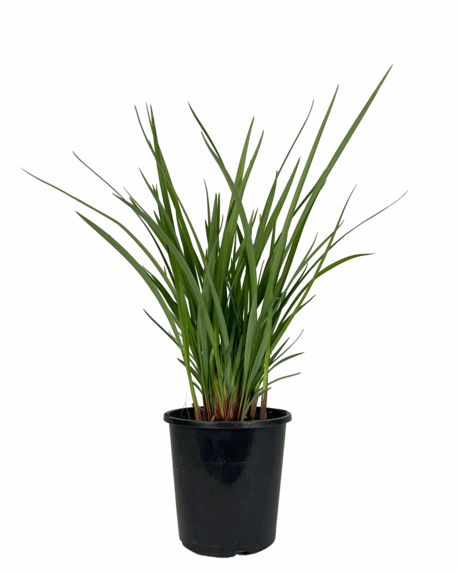 Dianella Revelation 1 Dianella Revelation