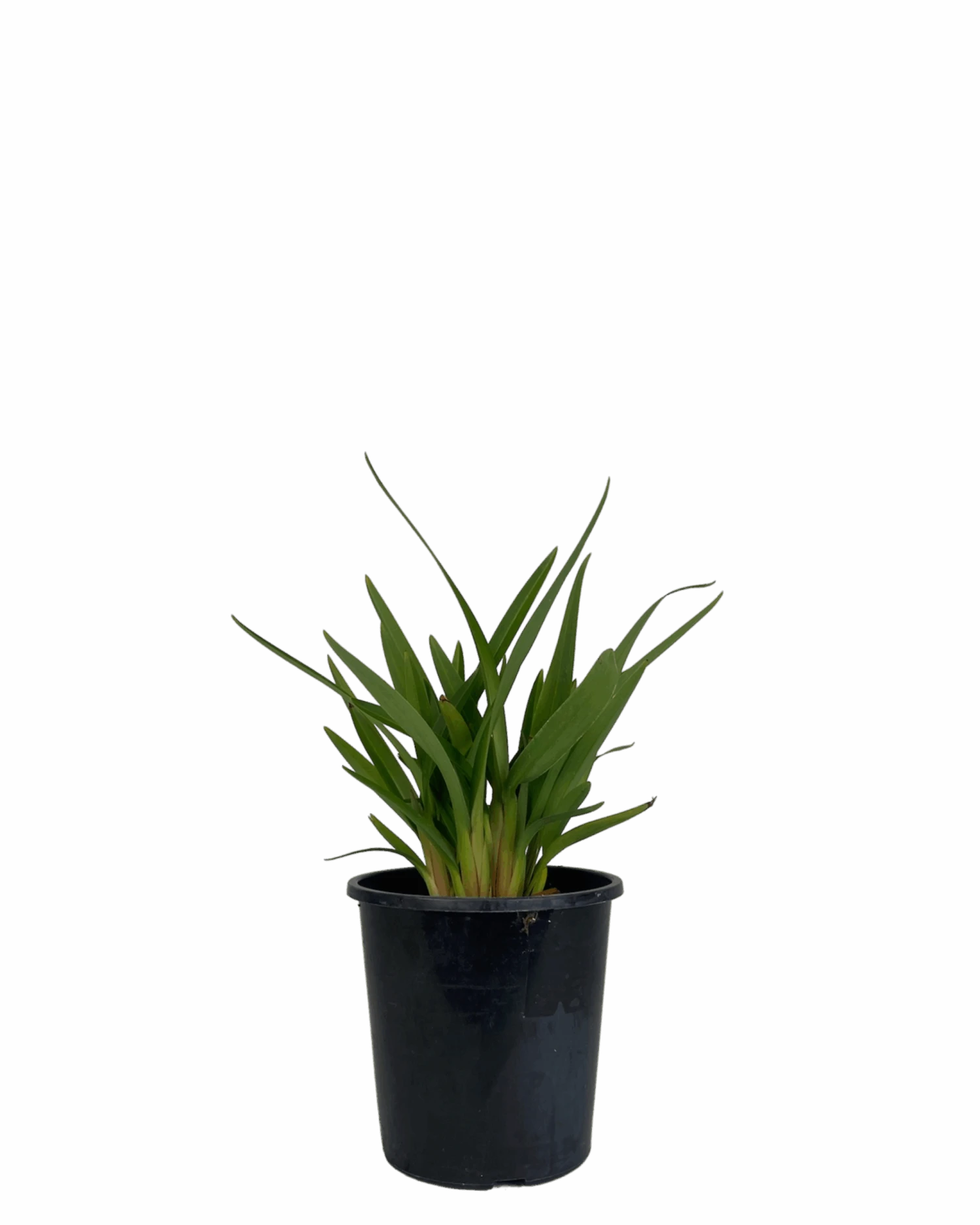 Dianella Tasmanica Tas Red 1 Dianella Tasmanica Tas Red