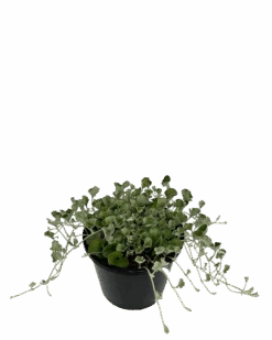 Dichondra Silver Falls -Waldecks Store DichondraSilverfalls 2