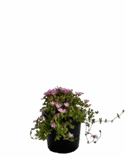 Miniature Pigs Face - Drosanthemum Hispidum