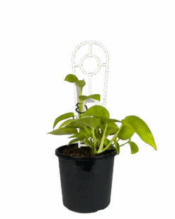 Epipremnum Goldilocks