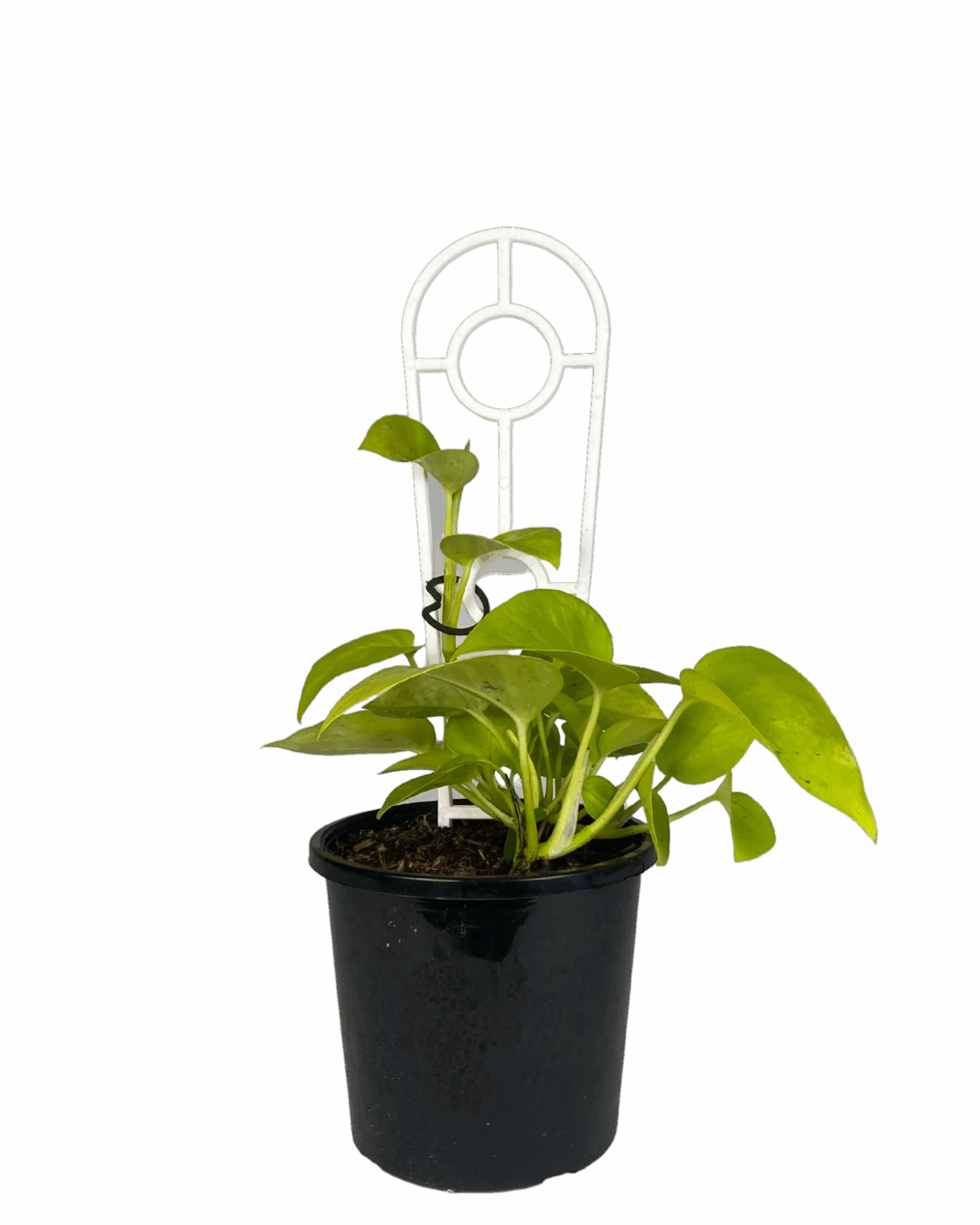 Epipremnum Goldilocks 1 Epipremnum Goldilocks