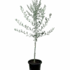 Olive - Olea Europaea Mission