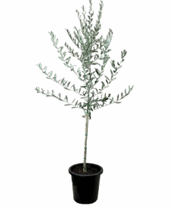 Olive - Olea Europaea Mission