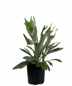 Elkhorn Fern - Platycerium Bifurcatum