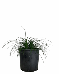 Liriope Emerald Cascade