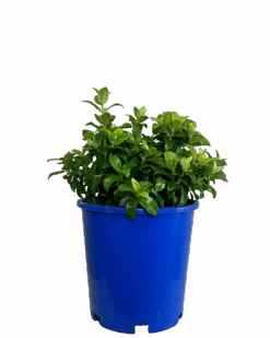 Metrosideros Tomentosa Dalese