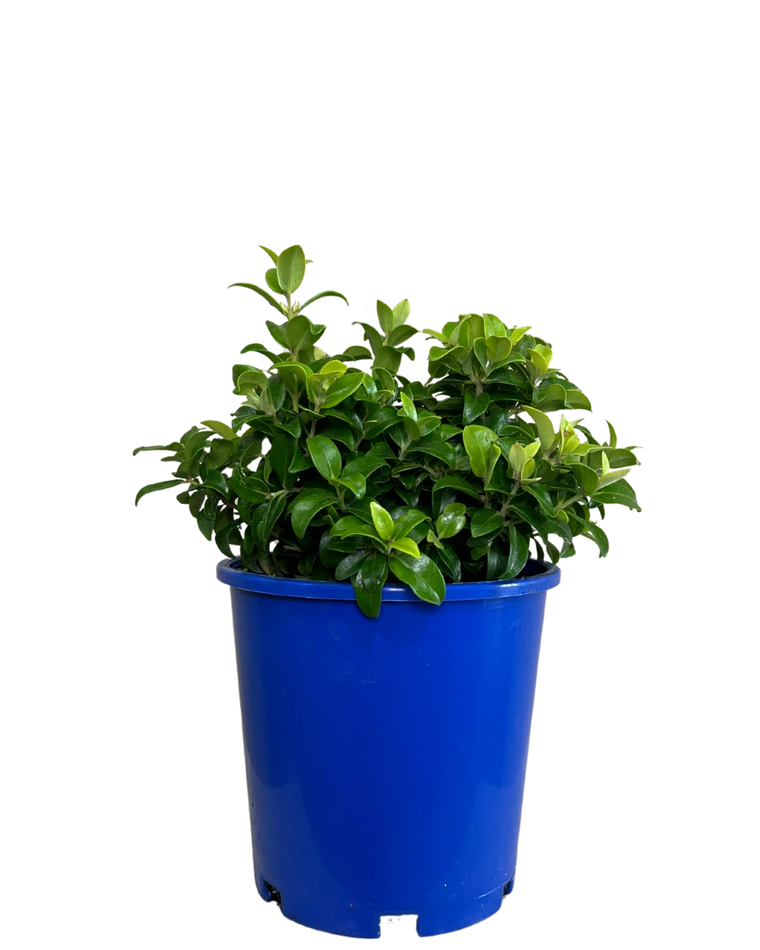 Metrosideros Tomentosa Dalese 1 Metrosideros Tomentosa Dalese