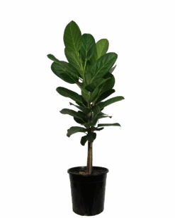 Waldecks Sales Store 19 Ficus Audrey