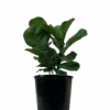 Ficus Lyrata Bambino