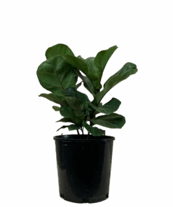 Ficus Lyrata Bambino