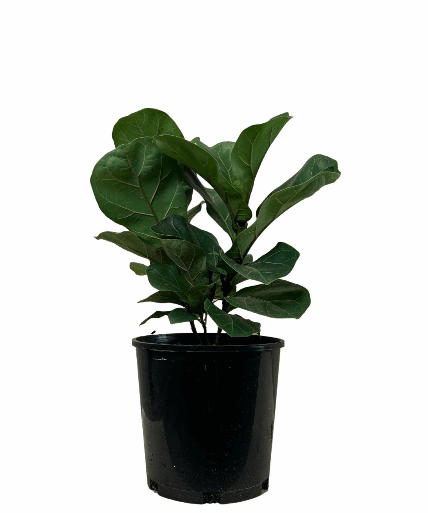 Ficus Lyrata Bambino 1 Ficus Lyrata Bambino