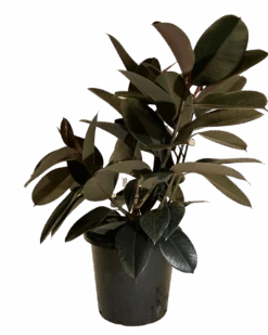 Ficus Elastica Burgundy