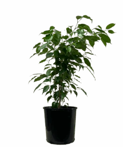 Ficus Evergreen