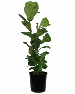 Fiddle Leaf Fig - Ficus Lyrata