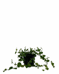 Creeping Fig - Ficus Pumila