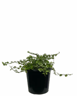 Creeping Fig - Ficus Pumila Ice Caps