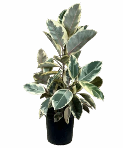 Ficus Tineke