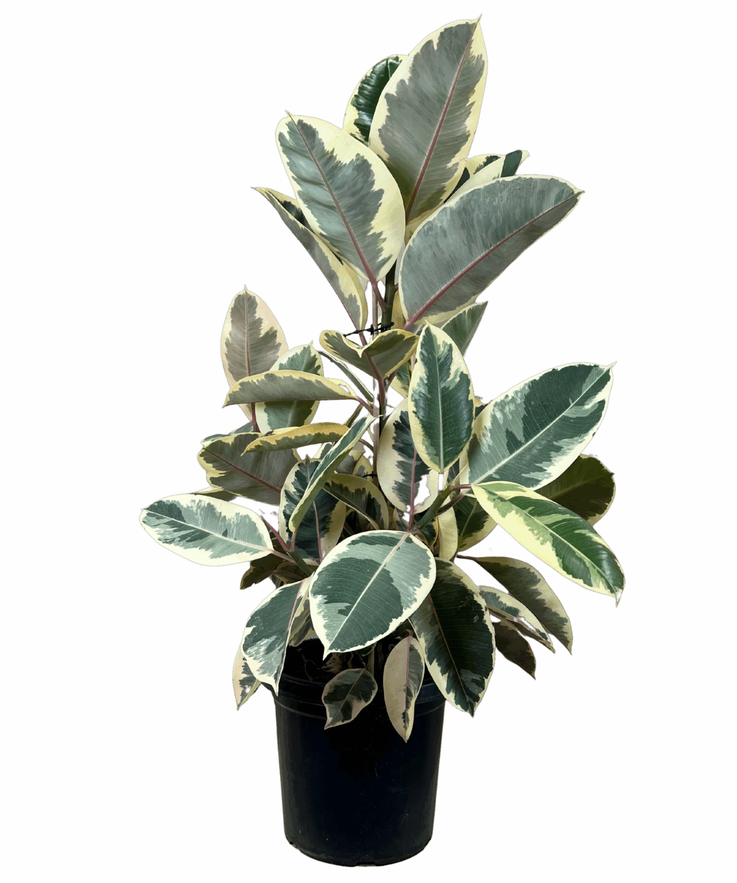 Ficus Tineke 1 Ficus Tineke