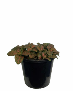 Fittonia Flaming