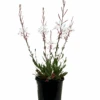 Gaura Sparkle White