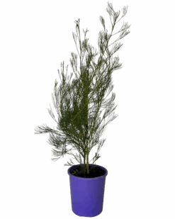 Grevillea Panrock Princess