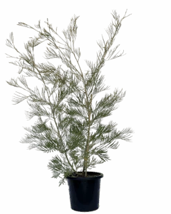 Grevillea Sandra Gordon