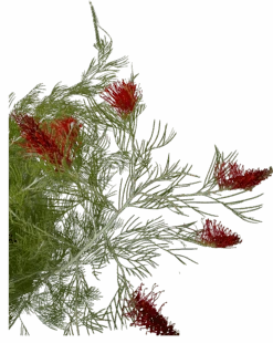 Grevillea Scarlet Moon -Waldecks Store GREVILLEASCARLETTEMOON