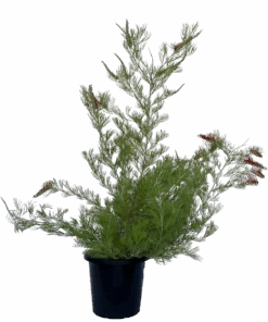 Grevillea Scarlet Moon