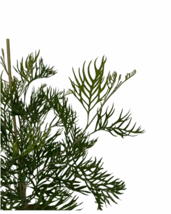 Grevillea Superb -Waldecks Store GREVILLEASUPERB