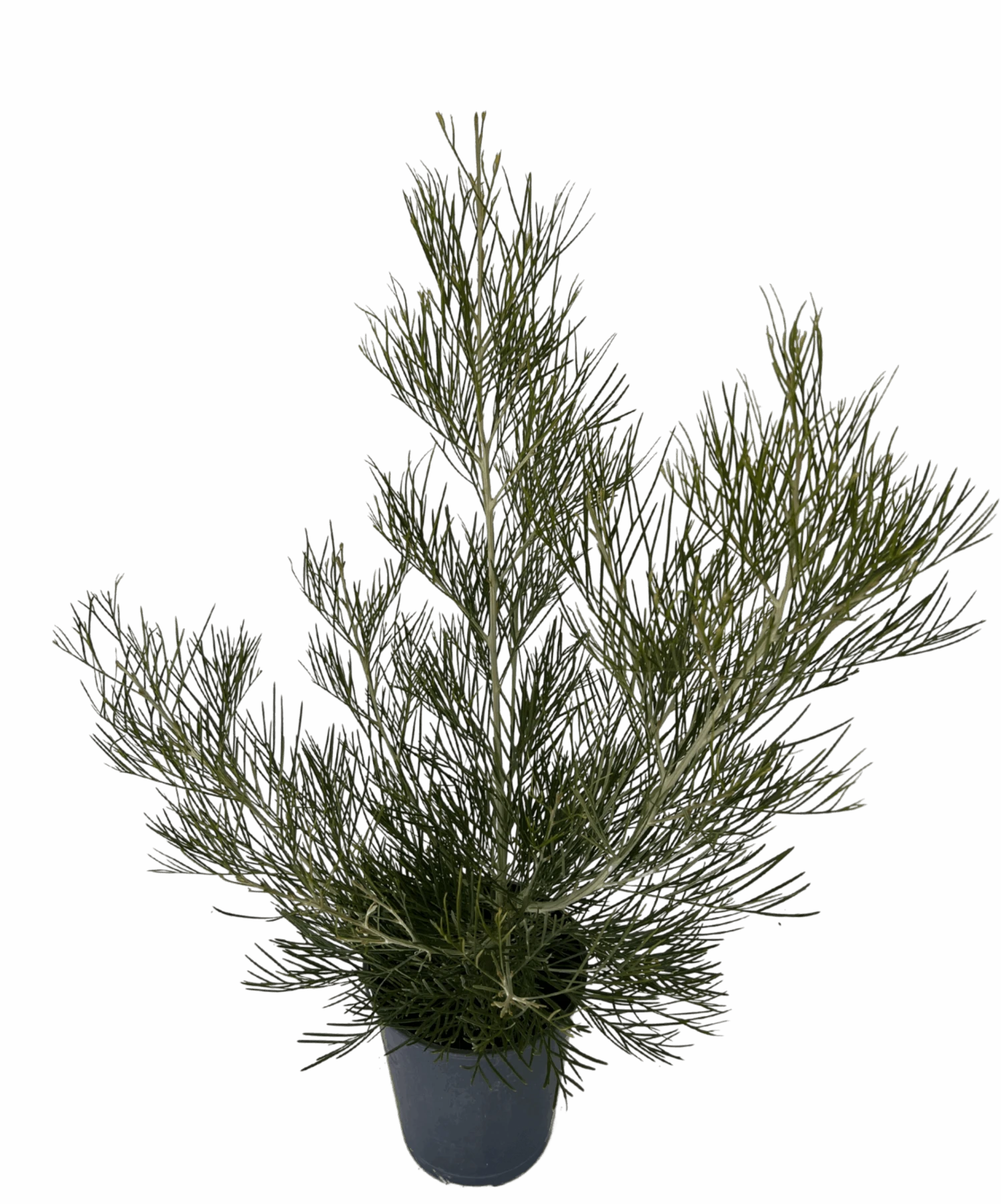 Grevillea Torchlight Pbr 2 Grevillea Torchlight Pbr - Image 2