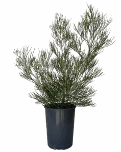 Grevillea Torchlight Pbr