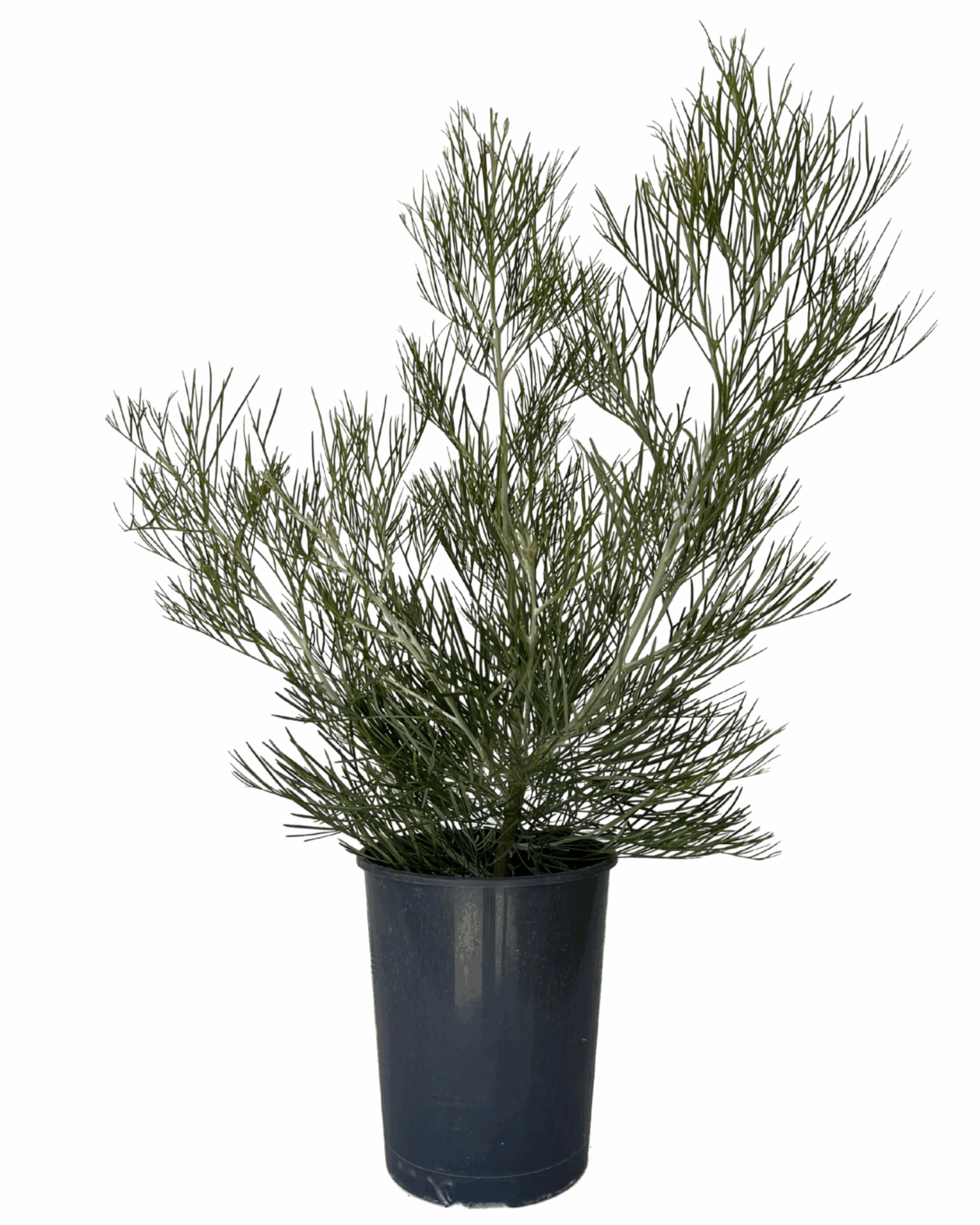 Grevillea Torchlight Pbr 1 Grevillea Torchlight Pbr