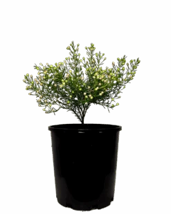 Geraldton Wax - Chamelaucium Pristine White