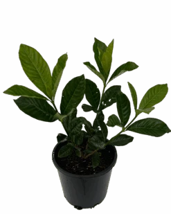 Gardenia Golden Magic